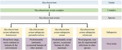 Global Phylogeny of Mycobacterium avium and Identification of Mutation Hotspots During Niche Adaptation